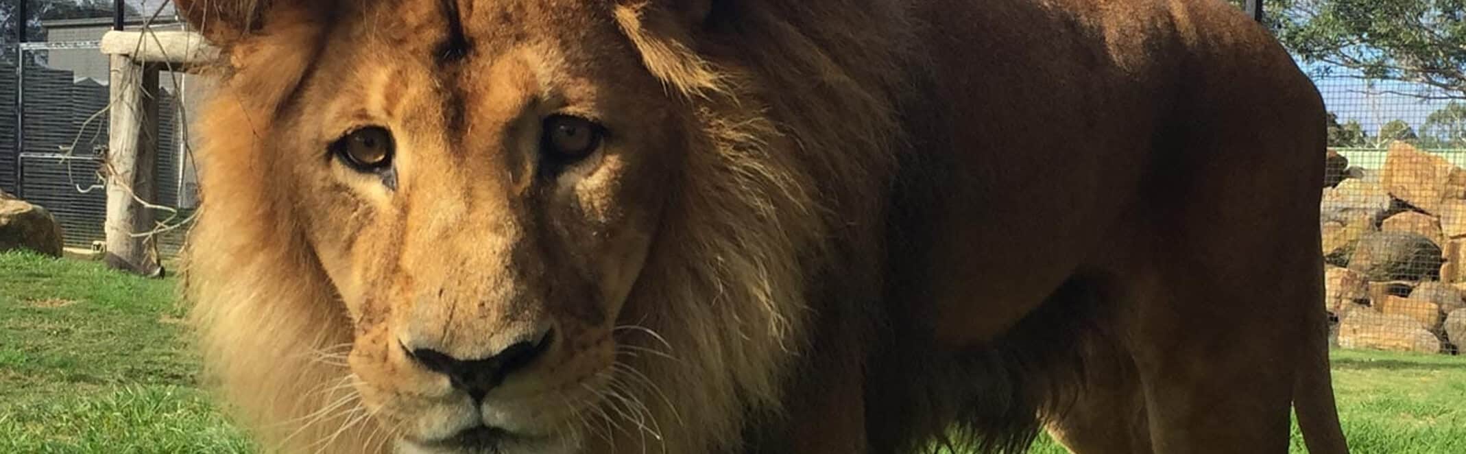 Lion at Hunter Valley Zoo