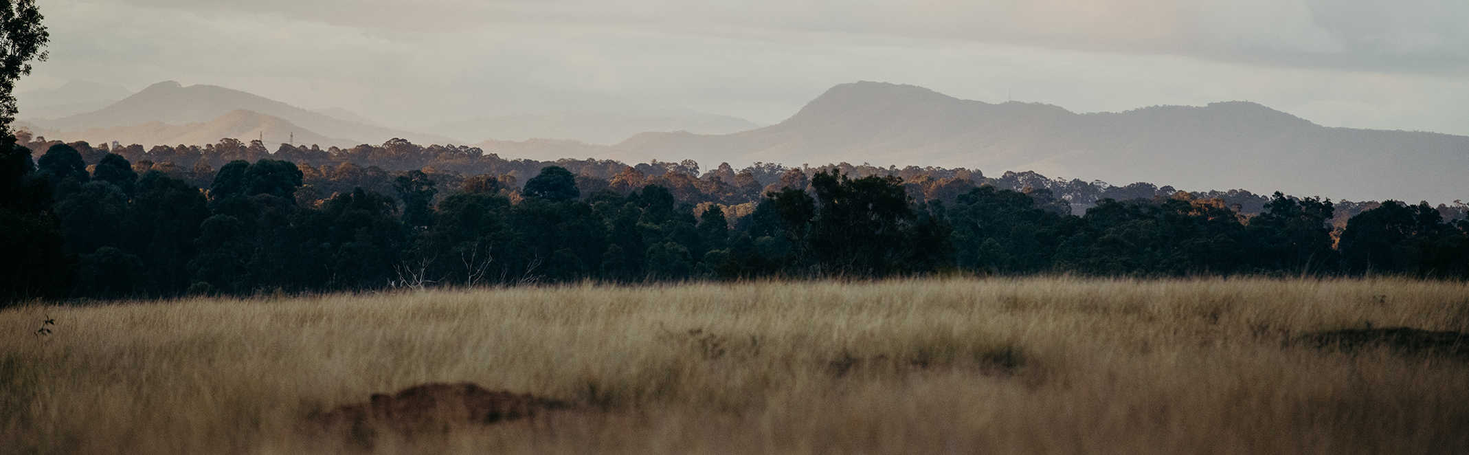 Forest on the horizon