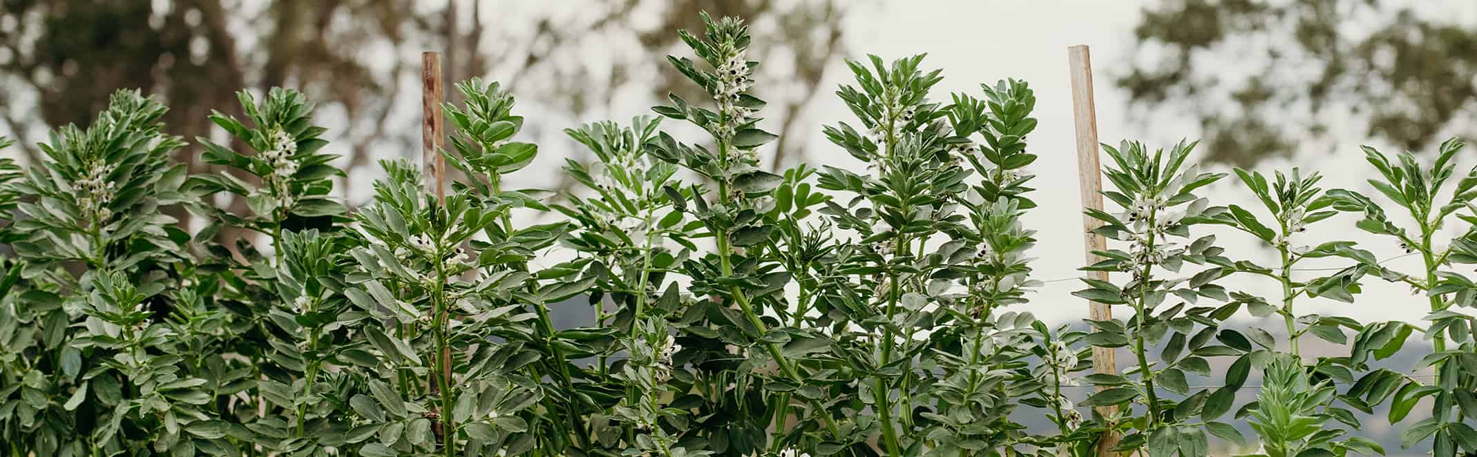 Shrubs growing in the woodland