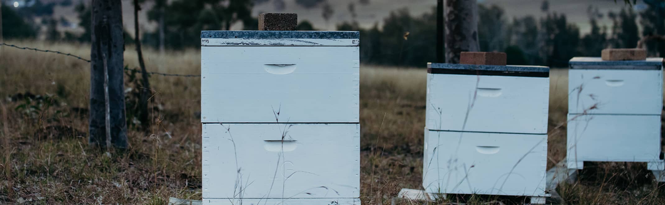 Bee Hives in field
