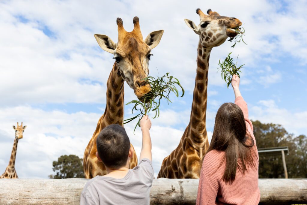 Children feeding giraffes at Hunter Valley Wildlife Park