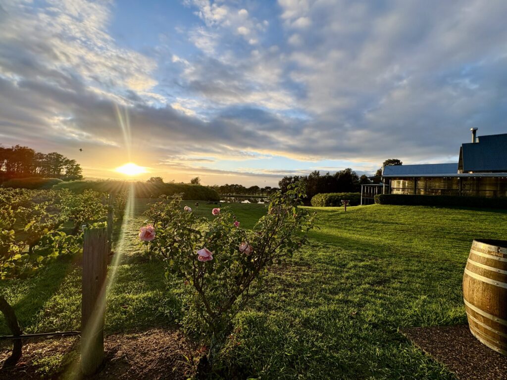 Vineyard and cellar door at Peterson House in Pokolbin at sunset
